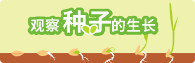 每顆種子都有強悍的生命力<br> 了解生命的發(fā)展也是一件很有意義的事情 <br> 
