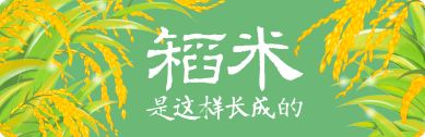 米老頭的課堂了解稻米的起源發(fā)展 <br> 了解撐起華夏兒女脊梁的生命食糧 <br> 