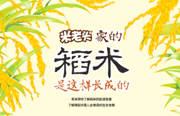 稻米是怎么長(cháng)出來(lái)的
