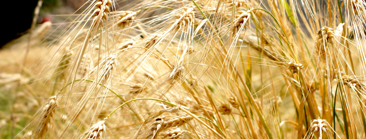 青稞：做高營(yíng)養價(jià)值谷物的正確傳播